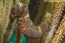 seahorse